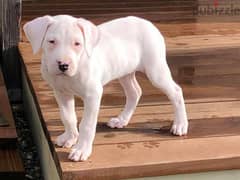 Whatsapp Me +966588993320 Dogo Argentino Puppies 0