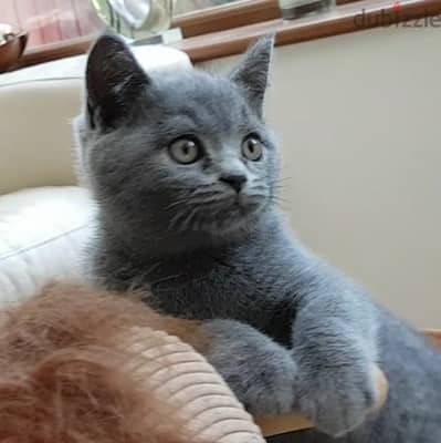 British shorthair Kitten