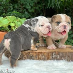 English bulldog puppies 0