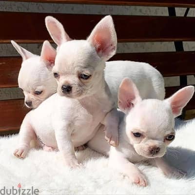 Chihuahua puppies// Whatsapp +971552543679