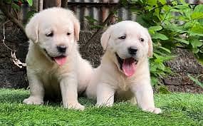 labrador Retriever// Whatsapp +971552543679 0