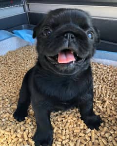 Pug Puppies// Whatsapp +971502618837 0