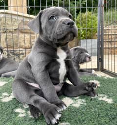 Pitbull puppies 0