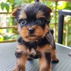 Yorkshire Terrier puppies 0