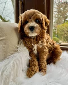 Cavapoo puppies 0