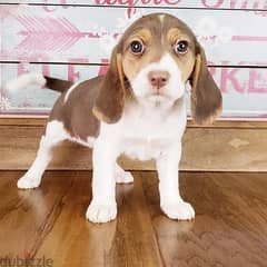 Beagle puppies 0