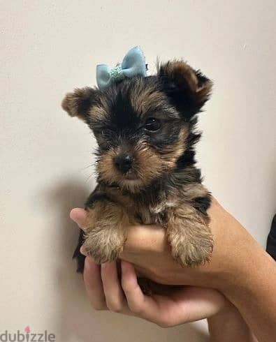 Whatsapp Me +972555074990 Yorkshire Terrier 0