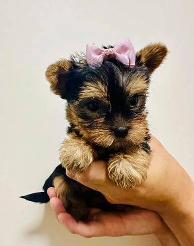 Whatsapp Me +972555074990 Yorkshire Terrier 1