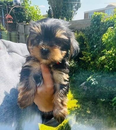 Whatsapp Me +972555074990 Yorkshire Terrier 1