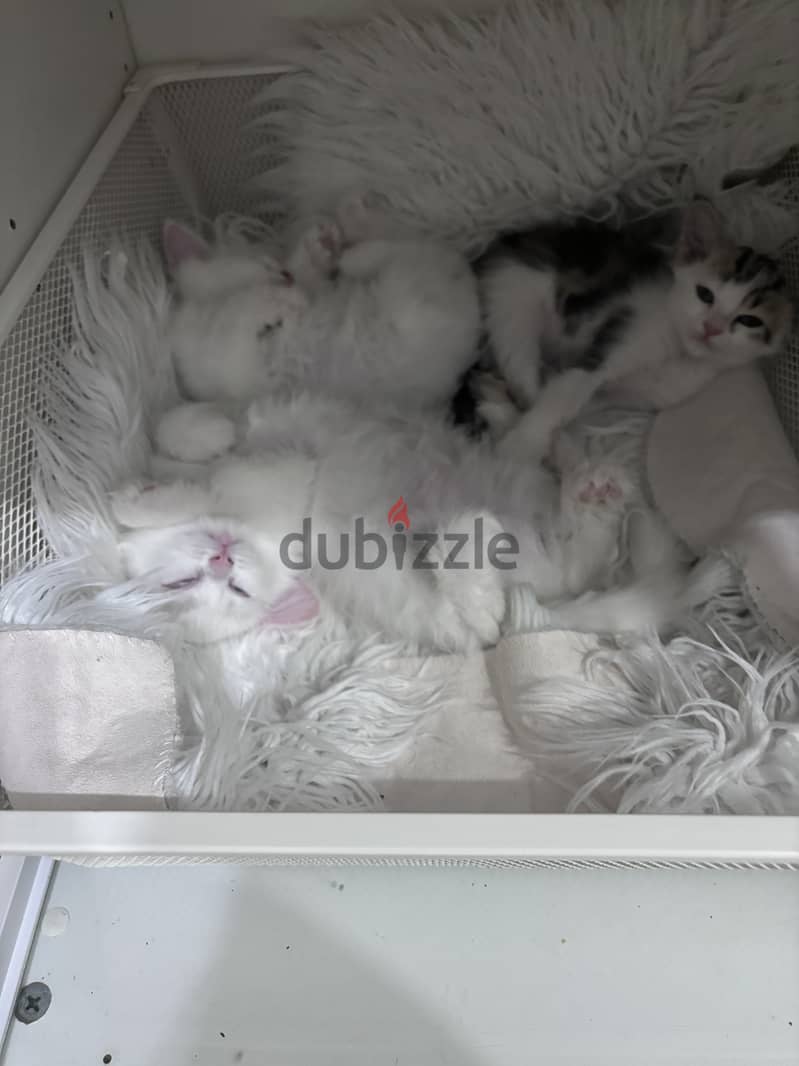 Cats for sale 3