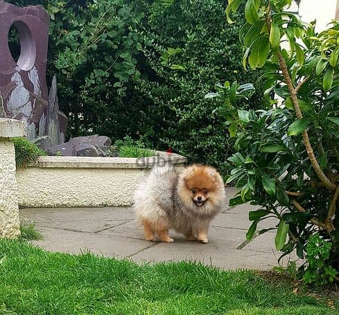 2 Beautiful Brown Pomerania Puppies for Sale. 1