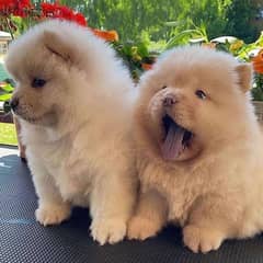 Chow chow puppies// Whatsapp +97455937699 0