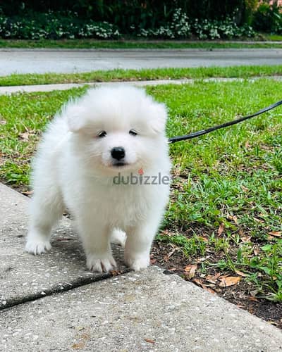 Samoyed puppies// Whatsapp +97455937699