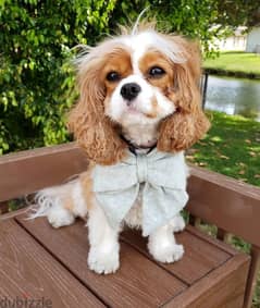 Cavalier King Charles// Whatsapp +97455792932 0