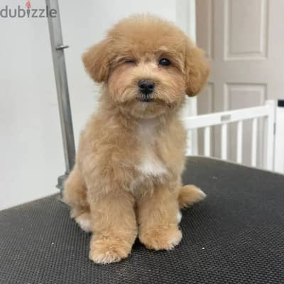 Maltipoo