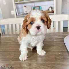 Cavalier King puppies//Whatsapp +971552543679 0