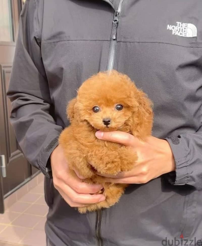 Mini toy Poodle puppies 0