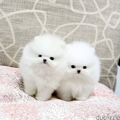 Pome_ranian Puppies 0