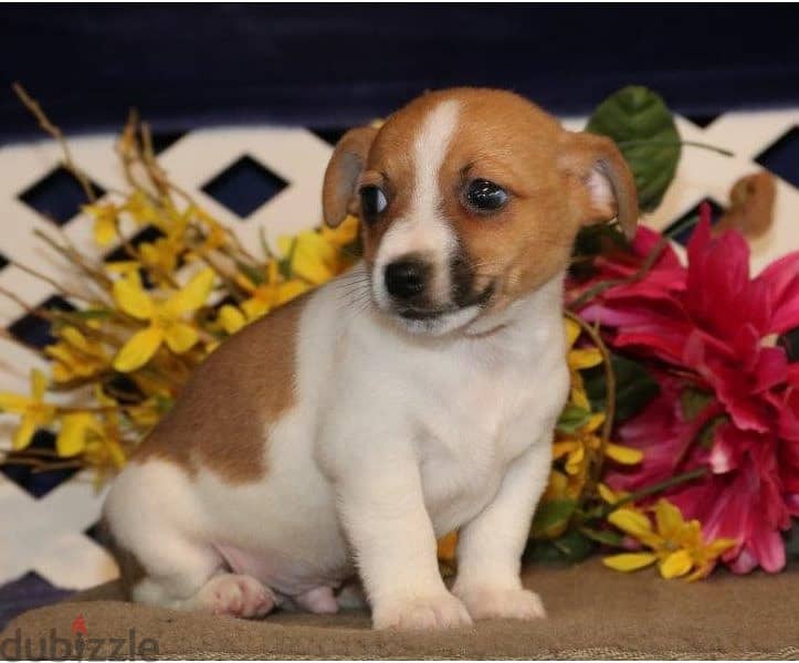 Whatsapp Me +972555074990 Jack Russell Terrier 0