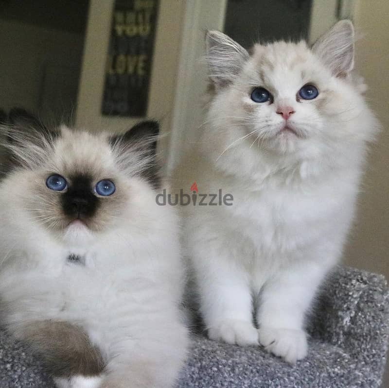 Whatsapp Me +966588993320 Ragdoll Cats 1