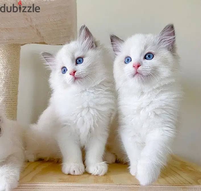 Whatsapp Me +966588993320 Ragdoll Cats 0