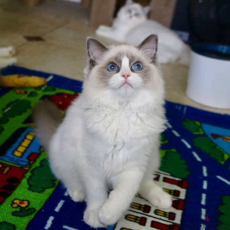 Whatsapp Me +966588993320 Ragdoll Cats 1