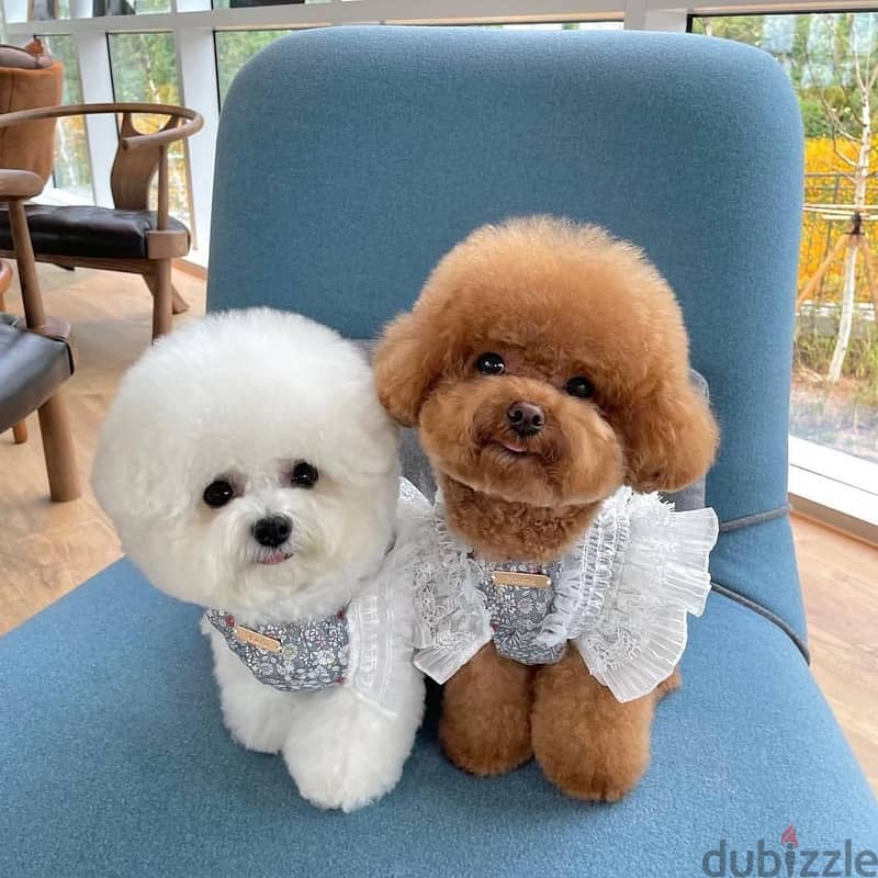 Poodle Puppies 0