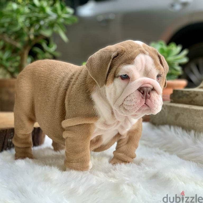 English Bulldog Puppies 0