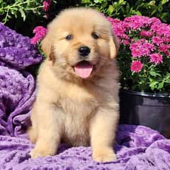 Golden retriever male puppy 0