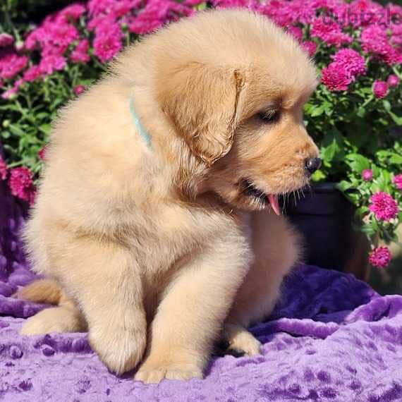 Golden retriever male puppy 1