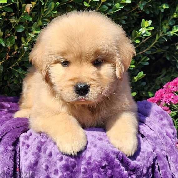 Golden retriever male puppy 2