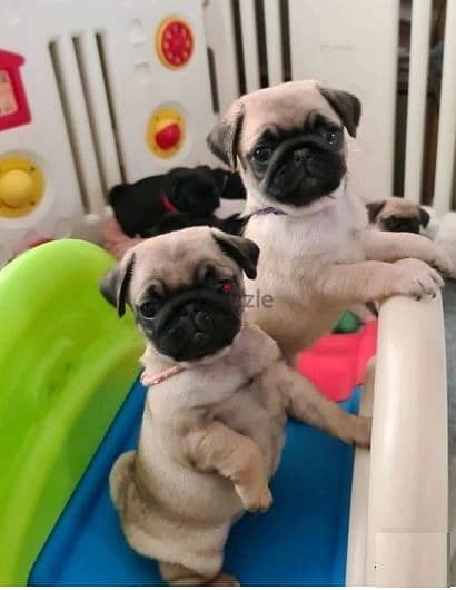 Whatsapp Me +966583921348 Pug Puppies 0