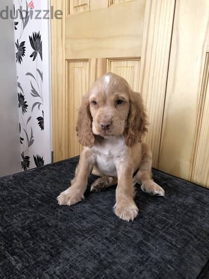 Whatsapp Me +966588993320 Cocker Spaniel Puppies 1