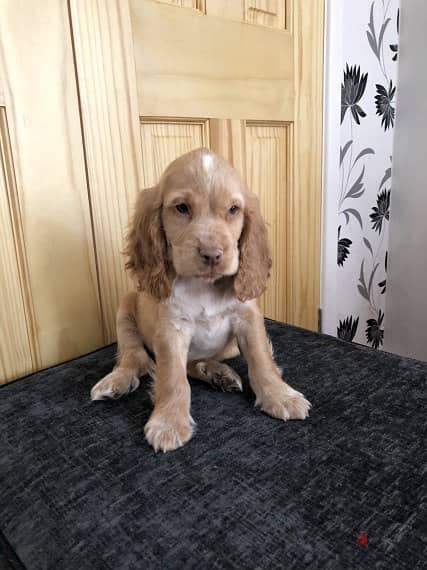 Whatsapp Me +966588993320 Cocker Spaniel Puppies 1