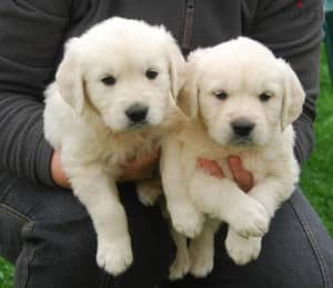 Whatsapp Me +972555074990 Golden Retriever Puppies 1