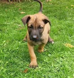 Whatsapp Me +966583921348 Belgian Malinois Puppies 0