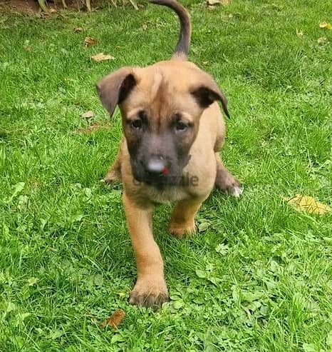 Whatsapp Me +966583921348 Belgian Malinois Puppies 0