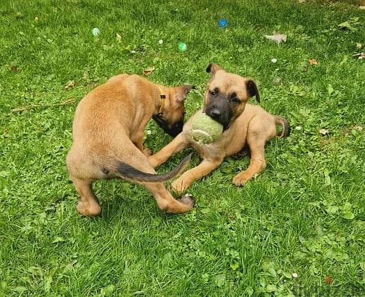 Whatsapp Me +966583921348 Belgian Malinois Puppies 0