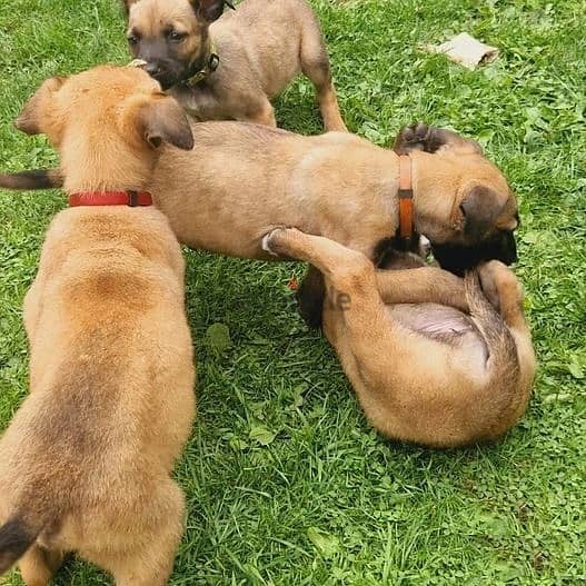 Whatsapp Me +966583921348 Belgian Malinois Puppies 1