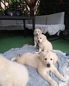 Golden Retriever puppies 0