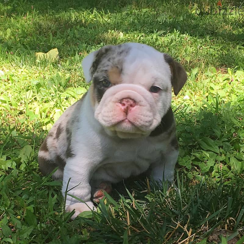 English Bulldog Puppies 0