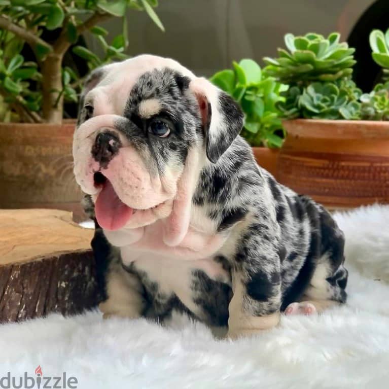 English Bulldog Puppies 0