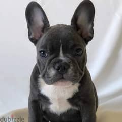 Male French Bulldog for sale 0