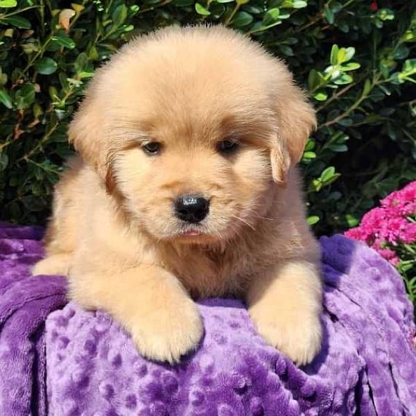 Full breed Golden Retriever puppy for sale 2