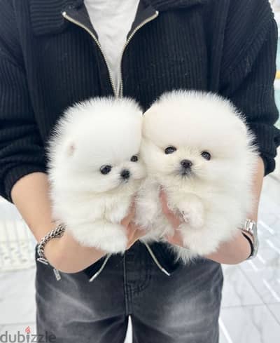 Well Socialized Pomeranian Puppy for sale