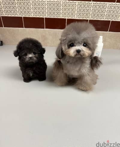 Purebred  Mini poodle for sale