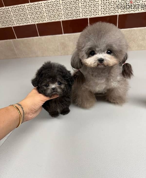 Purebred  Mini poodle for sale 1