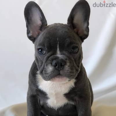 French Bulldog for sale