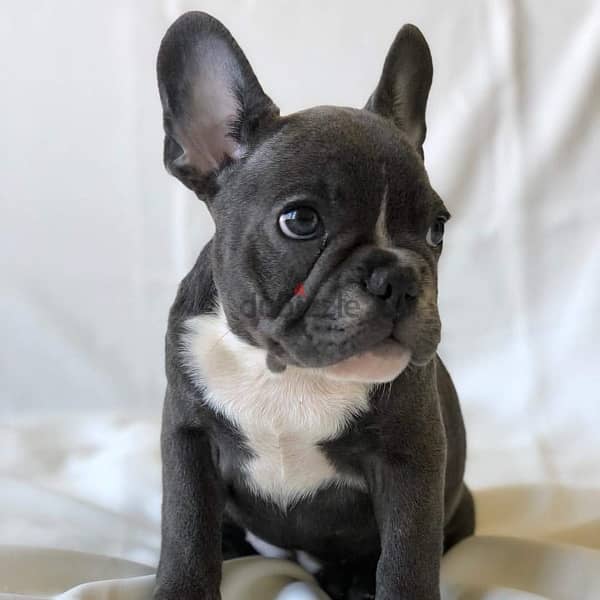 French Bulldog for sale 1