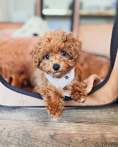 Purebred Poodle puppy for sale